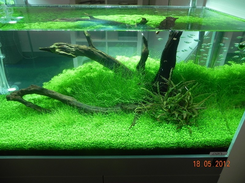 Einrichtungsbeispiel Aqua Scaping