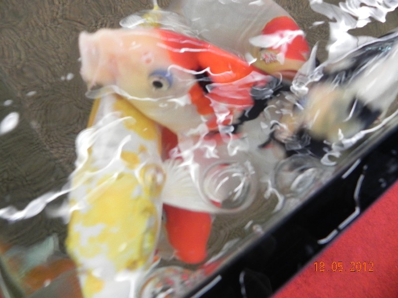 Koi total zutraulich!