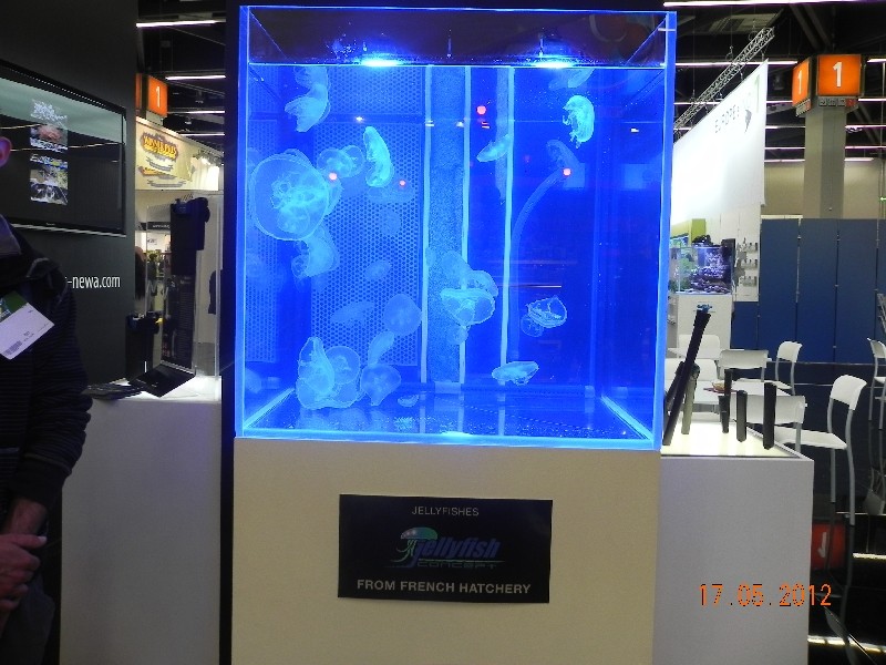 neuer Trend? Quallen Aquarien
