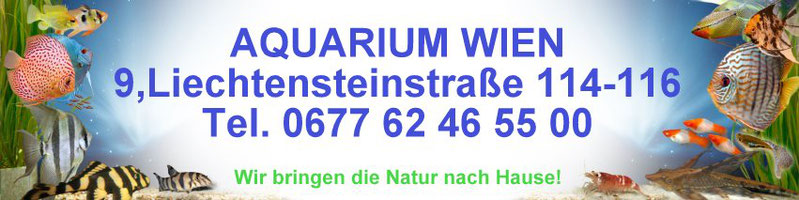 AQUARIUM WIEN, Claudio Fernando Ilave Alvarado, Liechtensteinstraße 114-116, 1090 Wien