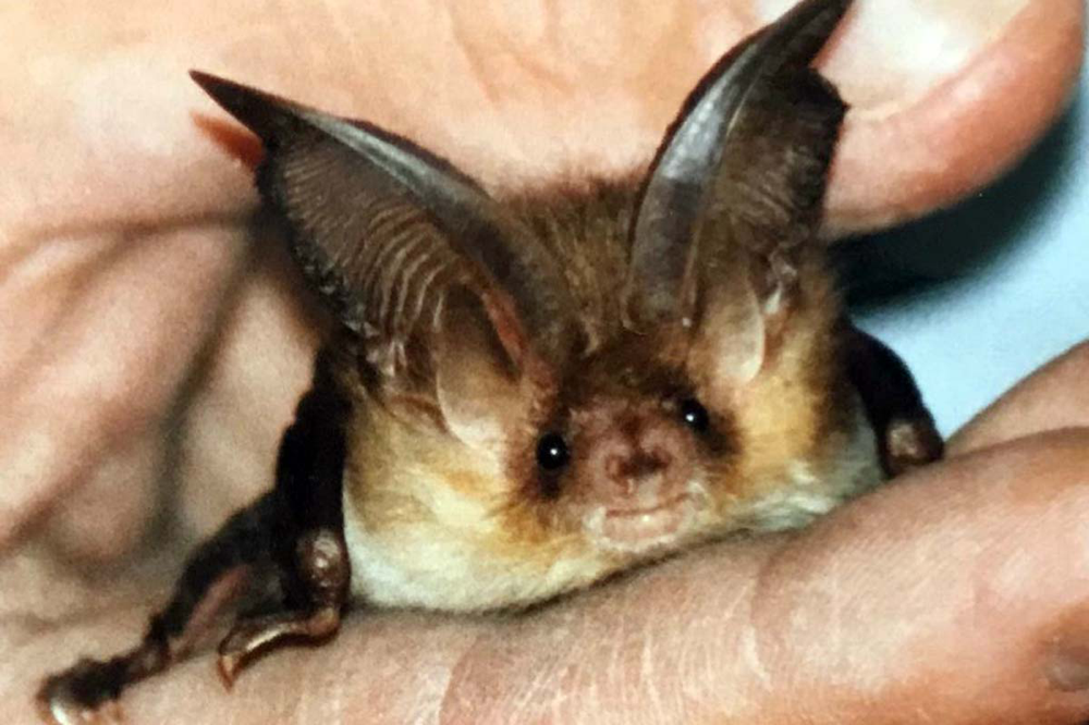 Braunes Langohr (Foto: Michael Haberl)