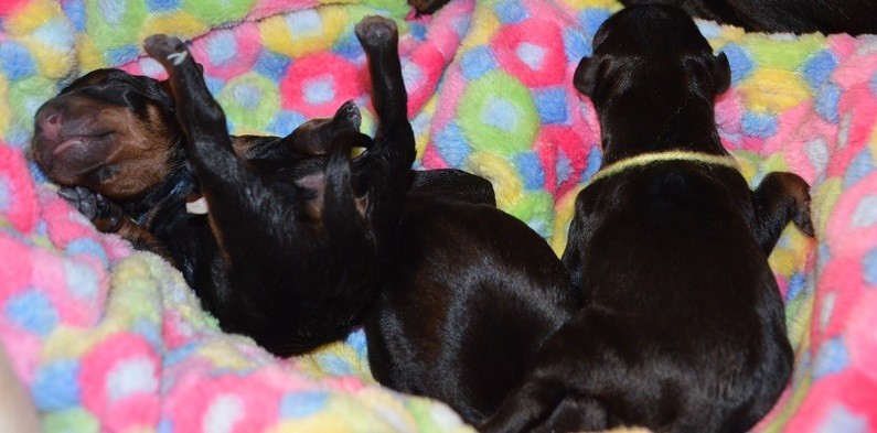 die 3.Hündin hat um 15:28 Uhr das Licht der Welt erblickt