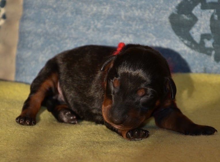  1 Geborene (Hündin)