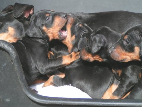 August 2003 - B-Wurf  vom Heibeck