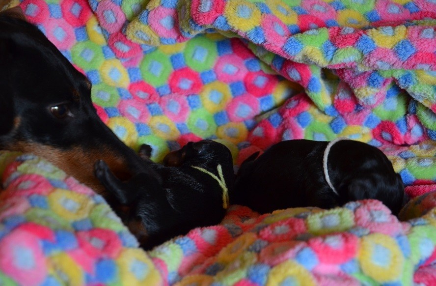 15:00 Uhr eine zweite Hündin ist dazu gekommen