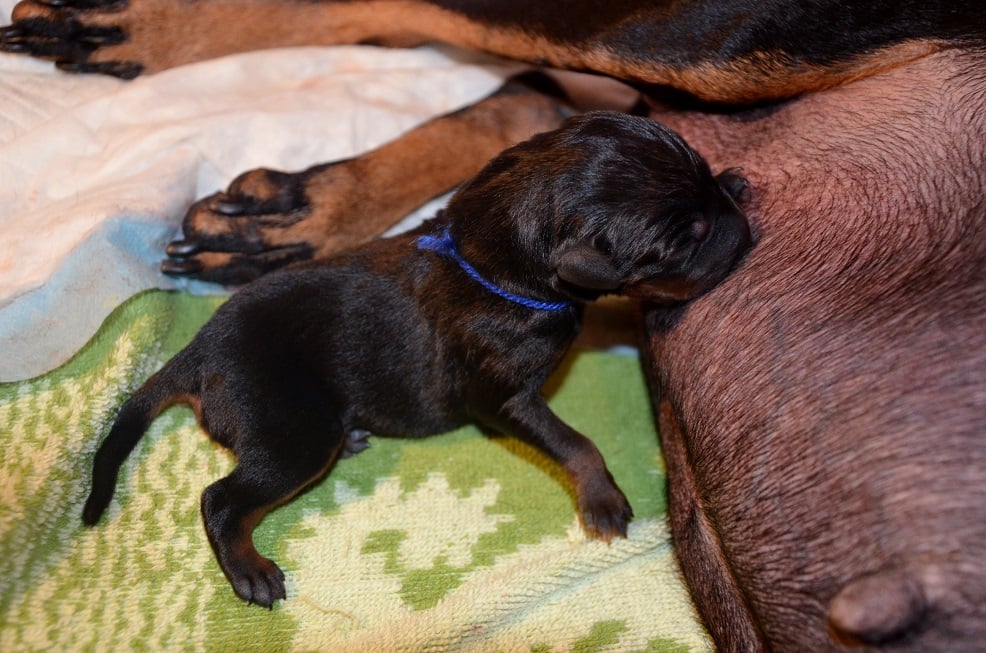 16:20Uhr der erste Welpe (Rüde) ist geboren und die wird Milchbar eröffnet