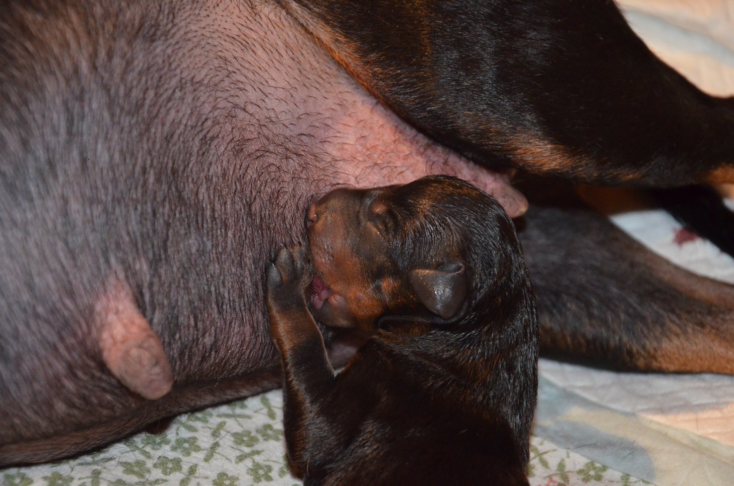 die Milchbar wird eröffnet