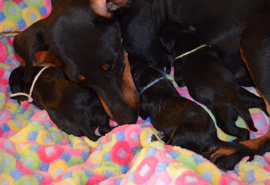 Hündin Nr.2 u. Nr.3 besorgen sich schon mal einen Stammplatz an der Milchbar 