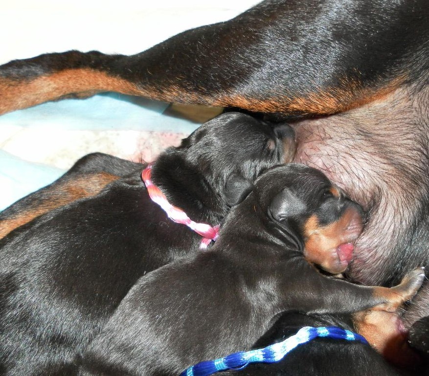 die ersten 3 Welpen eröffnen die Milchbar