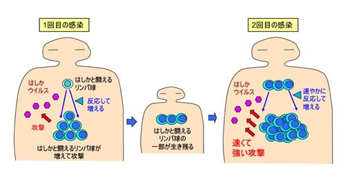 獲得免疫システムでは2回目の感染時に速やかに対応できる