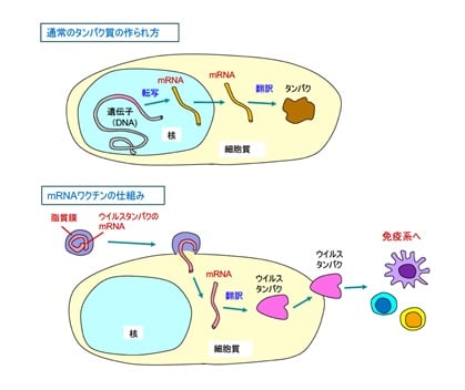 mRNAワクチンが働く仕組み