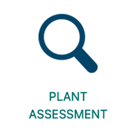 Plant Assessment