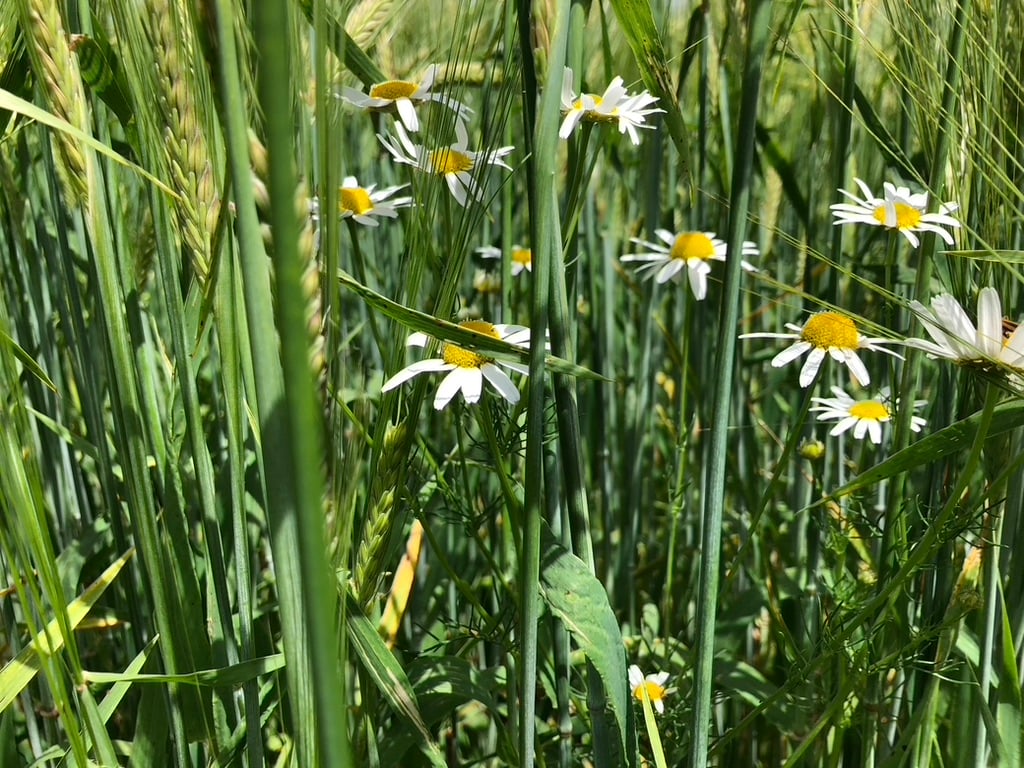 Erwachsenes vs. Kindliches Alleinsein
