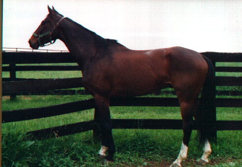 Thoroughbred horse off the track