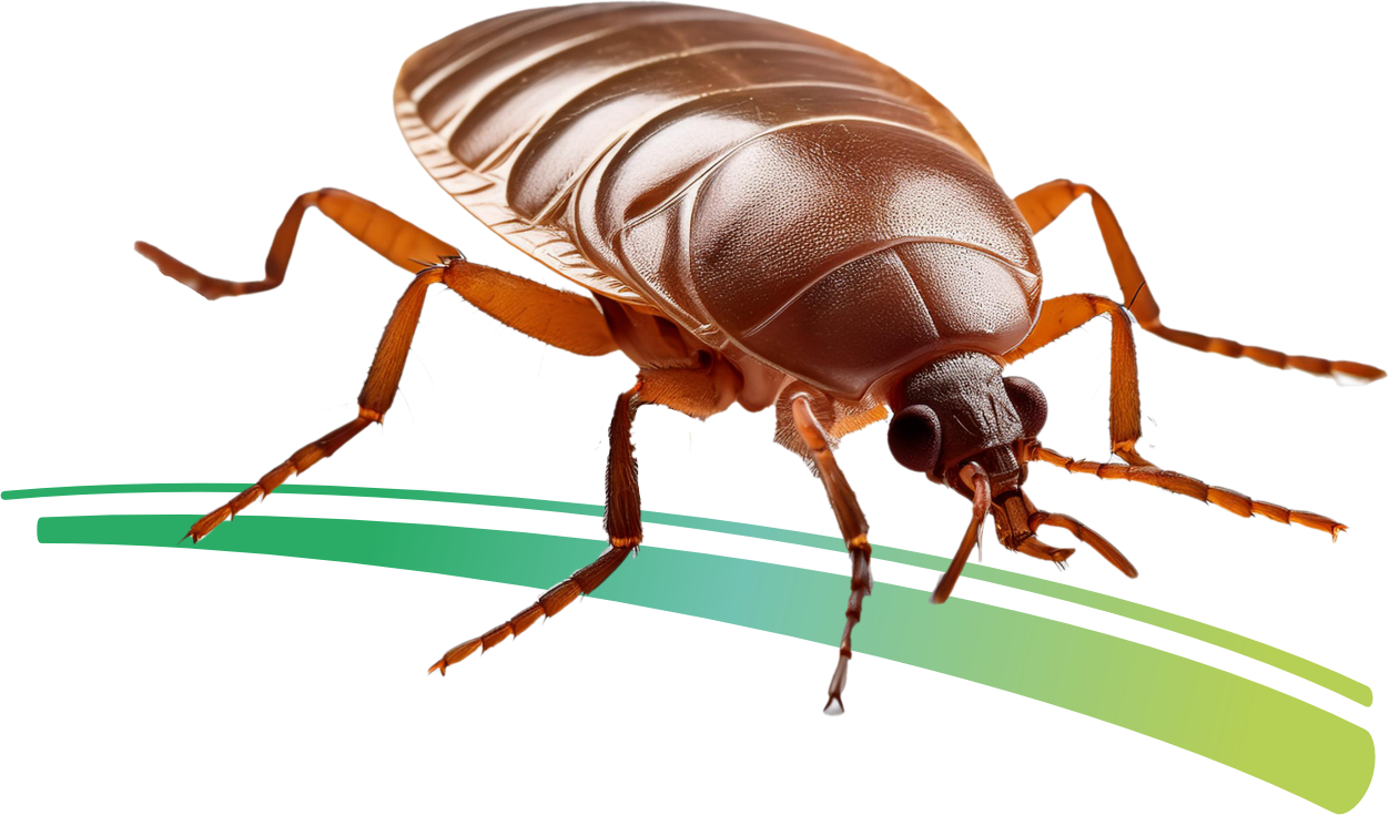 Punaises de Lit à Blagnac : Comment les Éliminer Définitivement avec Dardard ?