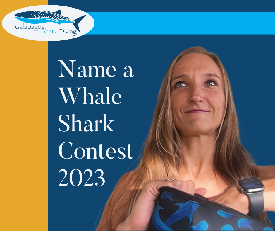 Winners of the 2023 ‘Name a Whale Shark’ Contest