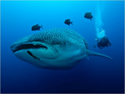 Galapagos Shark Diving - Whale Shark Galapagos Islands and Diver