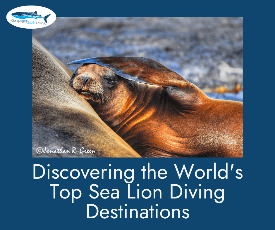 Top Sea Lion Scuba Destinations