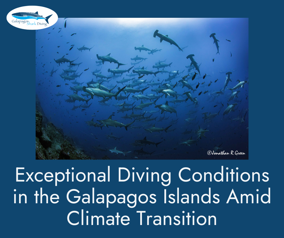Exceptional Diving Conditions in the Galapagos