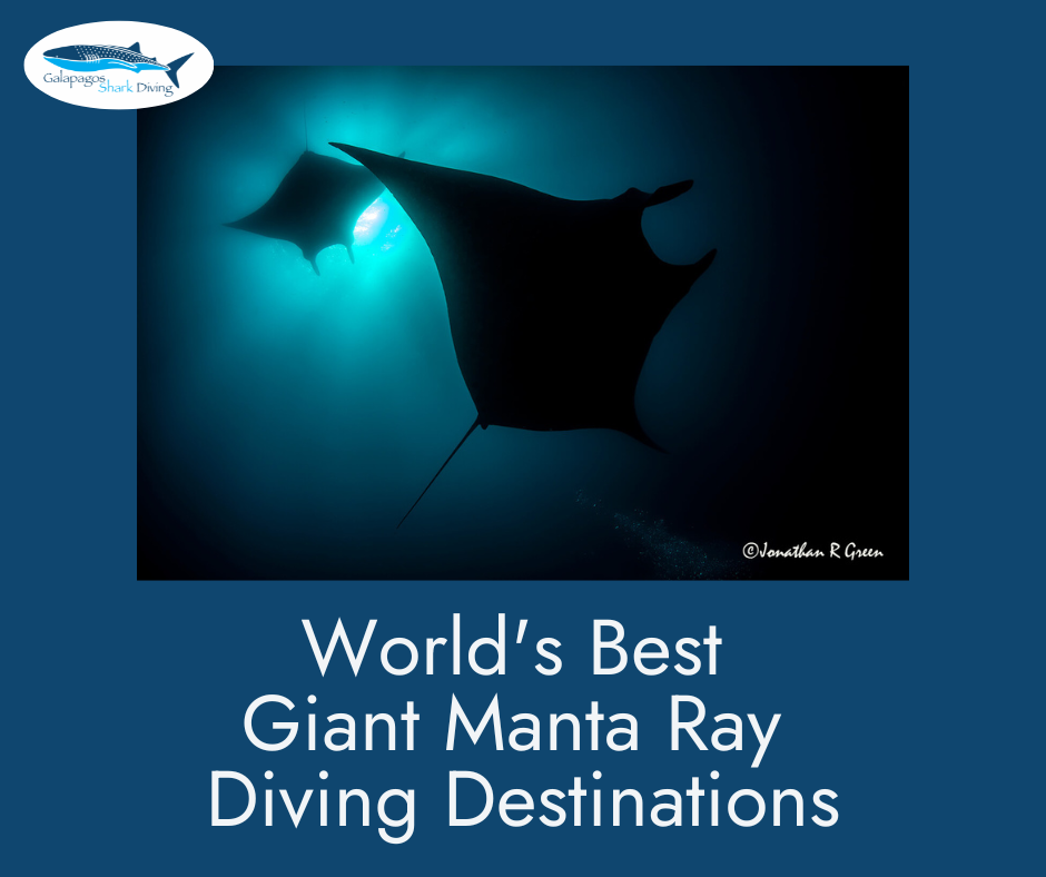 World's Best Giant Manta Ray Diving Destinations