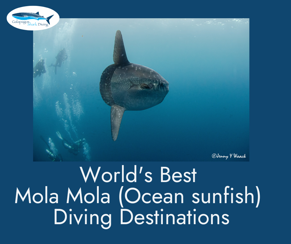 World's Best Mola (Ocean sunfish) Diving Destinations