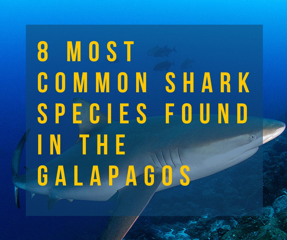 8 Most Common Shark Species in the Galapagos