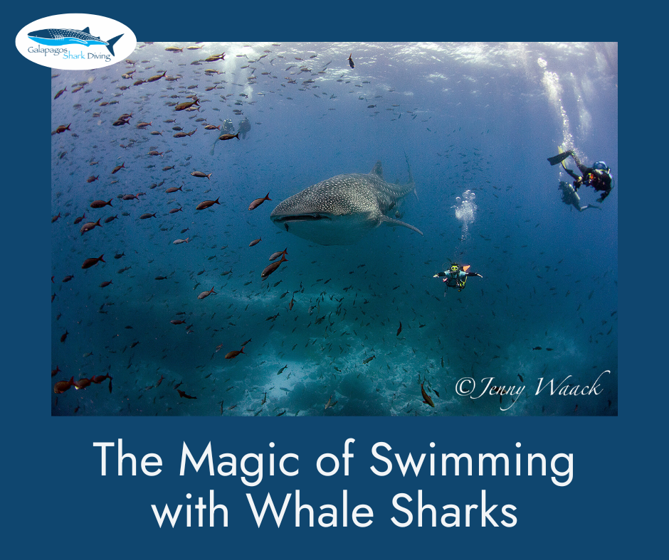 Magic of Swimming with Whale Sharks