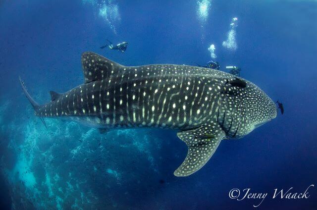 A massive female whale shark swims along with scuba divers in the Galapagos