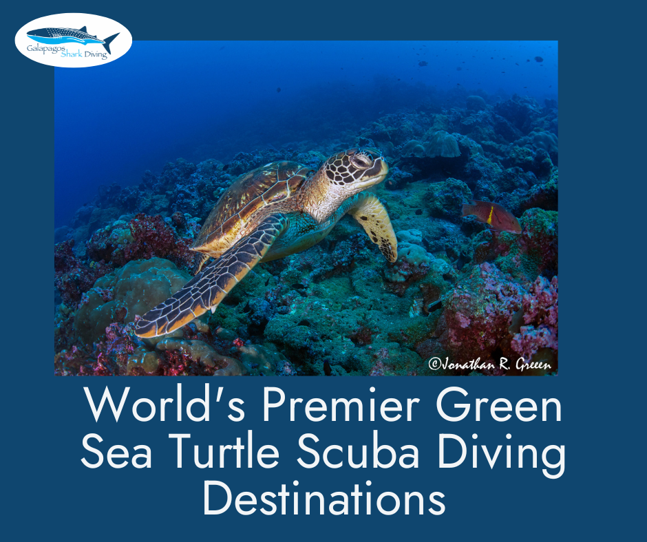 Green Sea Turtle Scuba Destinations
