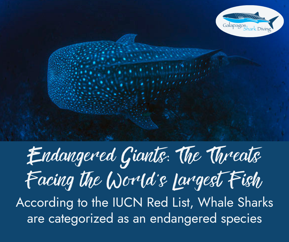 Endangered Giants: Threats Facing the World's Largest Fish