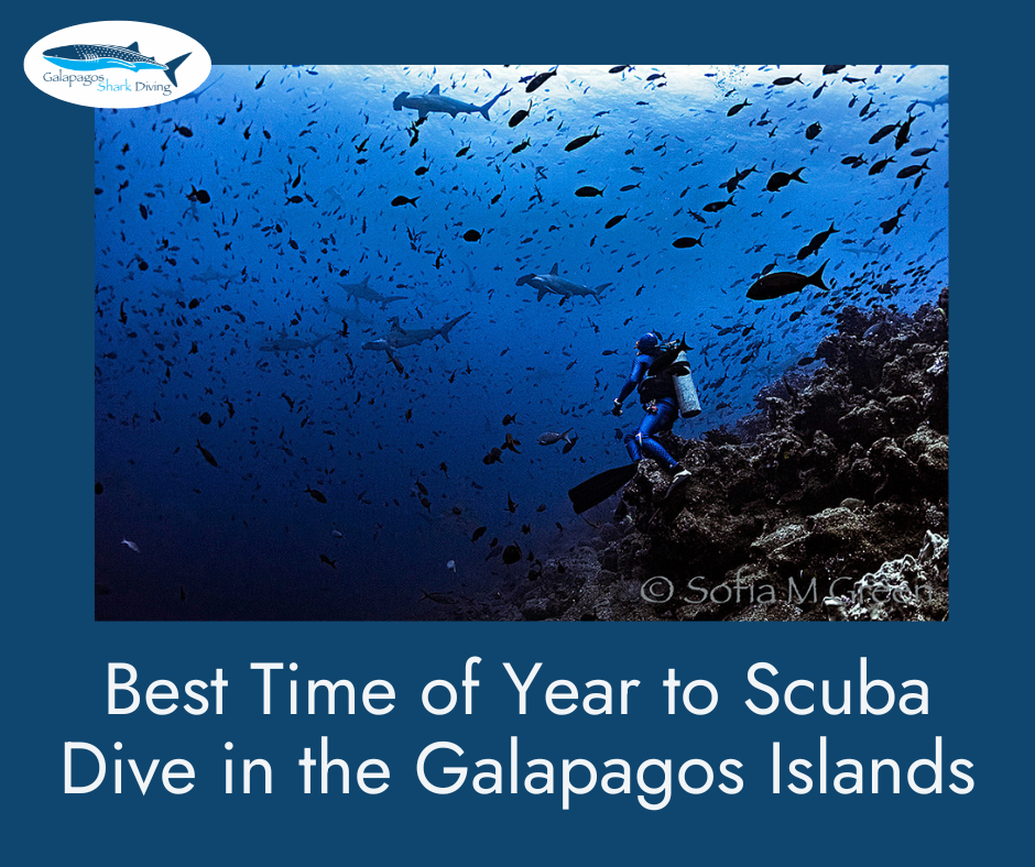Best Months for Scuba Diving in the Galapagos