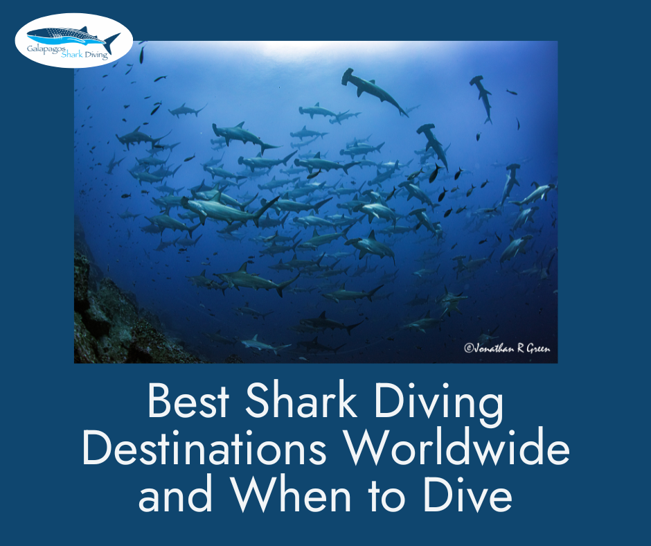 Giant Manta Ray Destinations