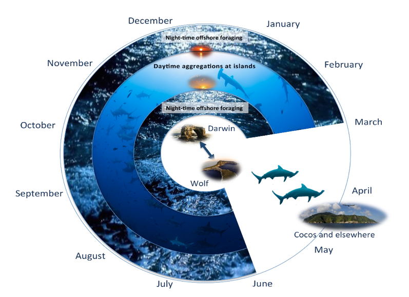 Graphic about hammerhead shark movement within the Galapagos Marine Reserve  - Galapagos Shark Diving