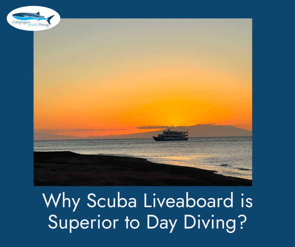 Is a Galapagos Liveaboard Superior to Day Diving?