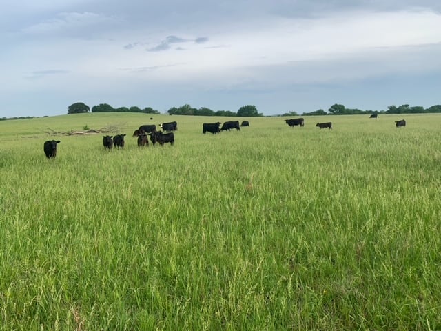 Native Pasture in Rogers County