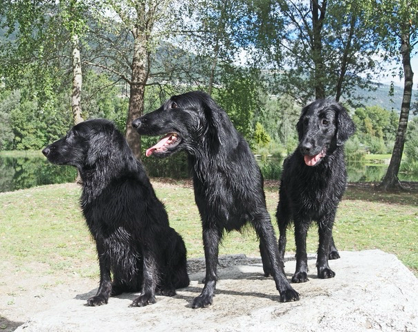 IZÏA ,  JAMALA,  ILAÏKA Izïa et Ilaïka sœurs de Jamala de la portée « I »  (2018)