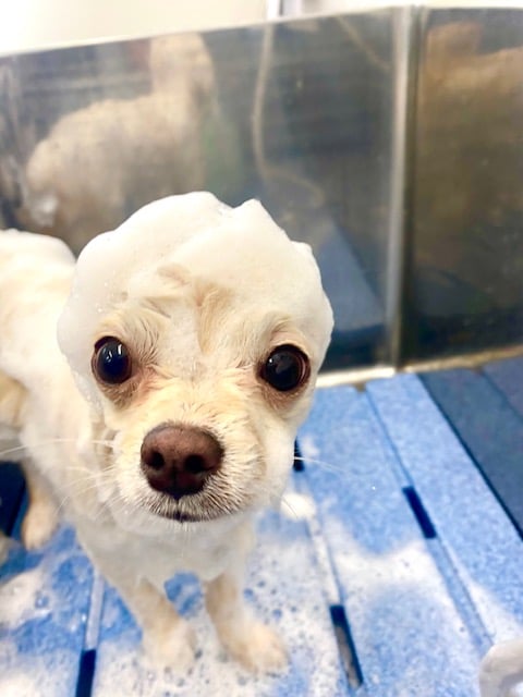 シャンプー中の犬