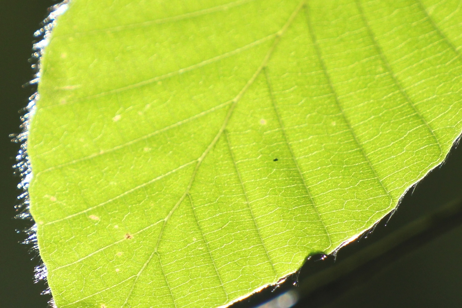 Forest Bum - FAGUS（ファーガス）