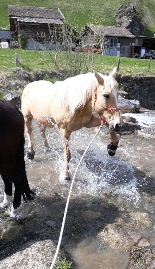 Während Toya auf Spaziergängen und auf kleineren Ausritten als Handpferd dabei ist…