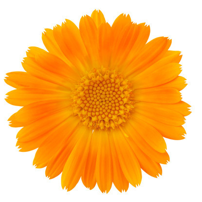 Ringelblume (Calendula officinalis) - Wundheilerin: Haut- und schleimhautheilend, vernarbend, salicylhaltig, entzündungshemmend, krampfstillend, desinfizierend, abschwellend, gallenflussfördernd, leberstärkend