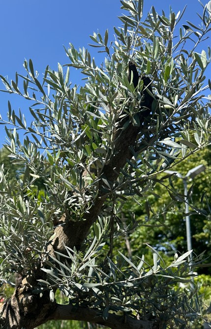 Olivenbaum mit verfärbten Blättern