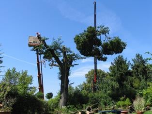 Baum entfernen Pulheim Dormagen