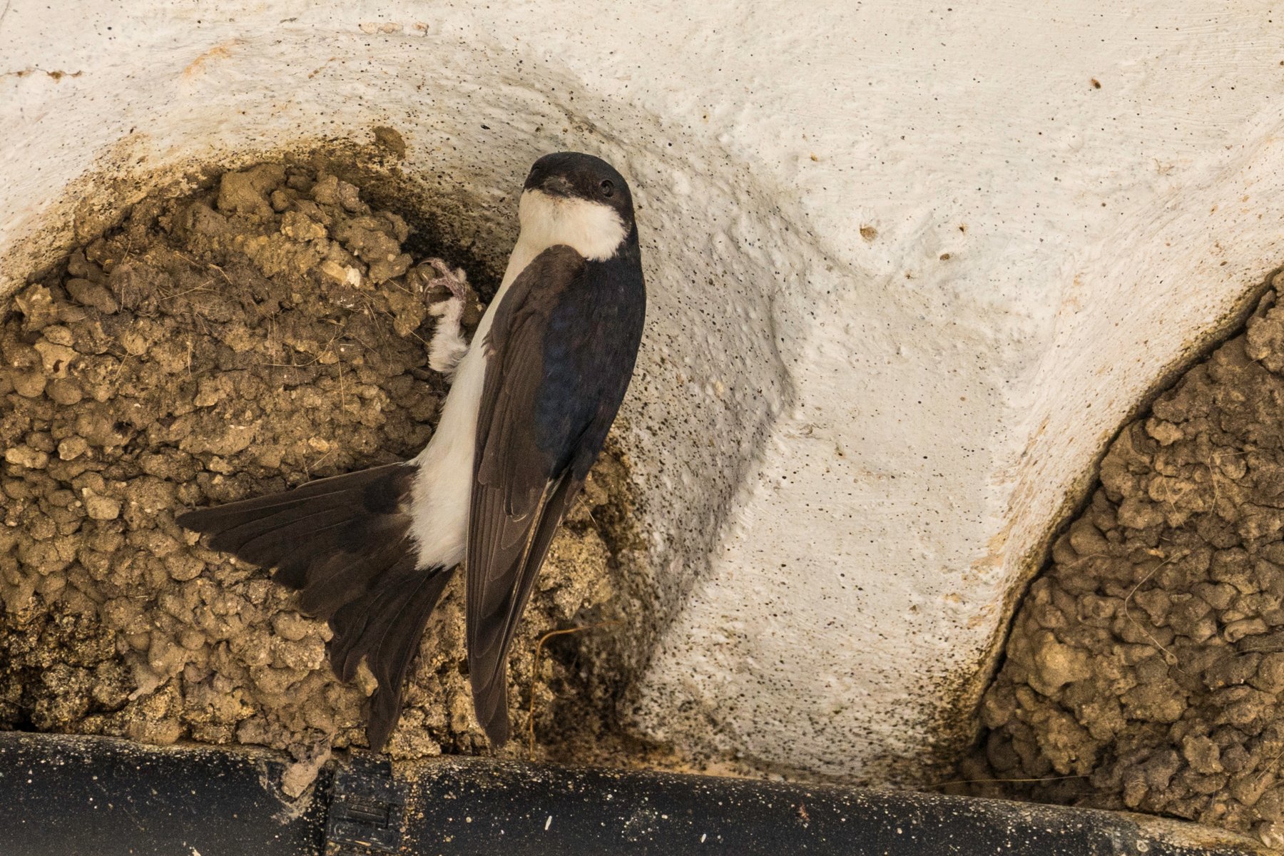 Mehlschwalbe am Nest, Bild: Bernd Leuthäusser