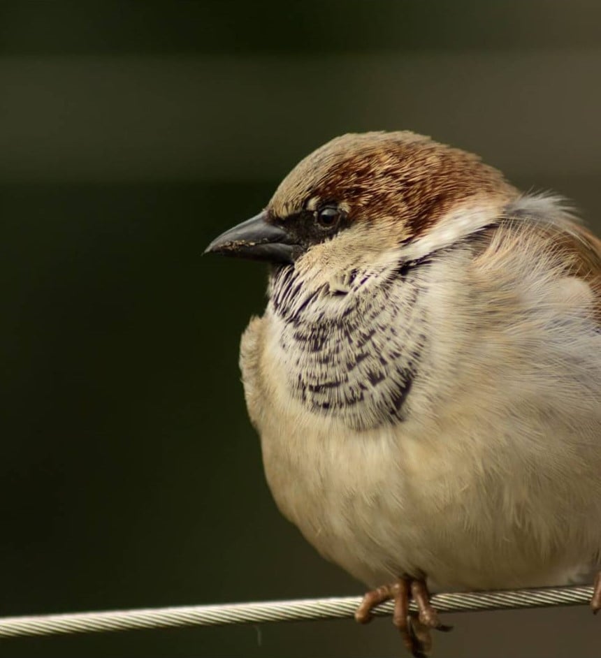 Haussperling Männchen, Bild: Marlene Klisa