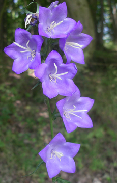 Pfirsichblättrige Glockenblume