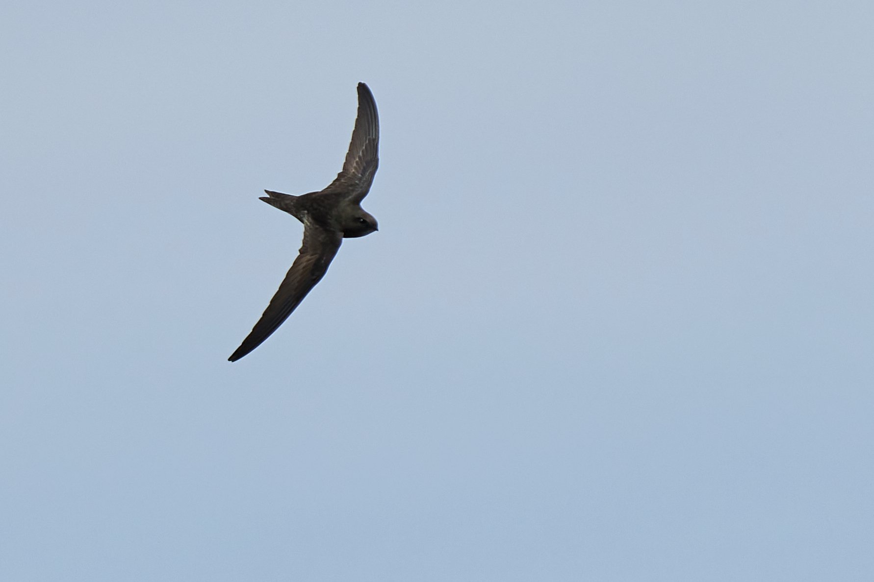Mauersegler im Flug, Bild: Peter Könitzer
