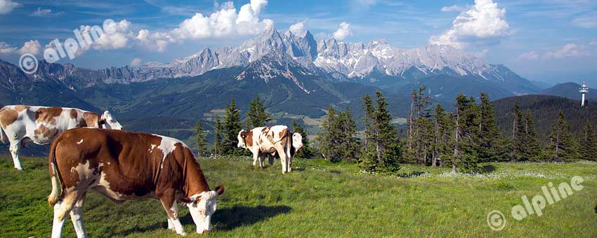 Dachsteinmassiv vom Roßbrand bei Radstadt im Pongau, Salzburger Land
