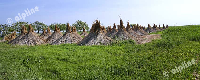 Schilfernte am Neusiedler See