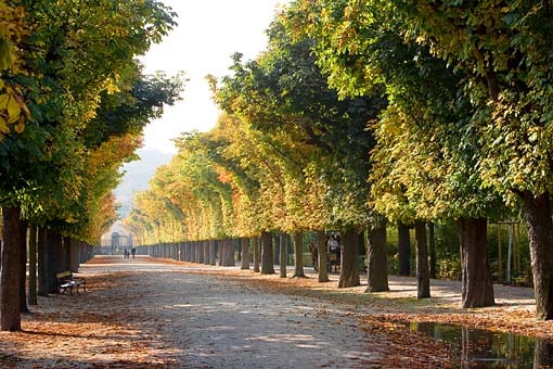 Allee in Schönbrunn, Wien