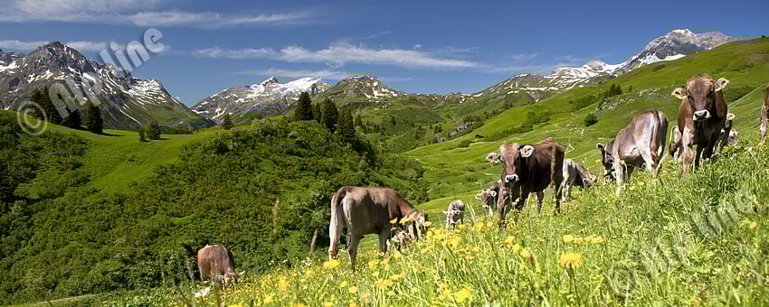 Österreich, Vorarlberg, Lech am Arlberg: Kälber auf der Karalpe mit Omeshorn